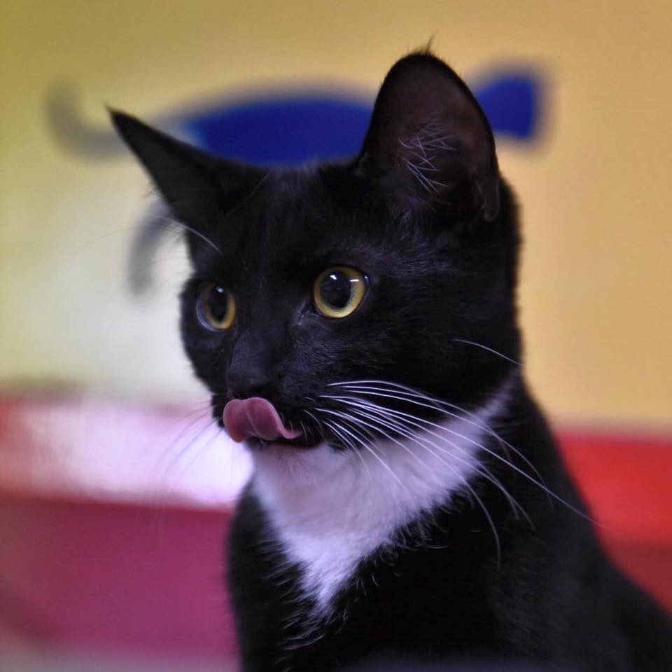 Max Blep.jpg