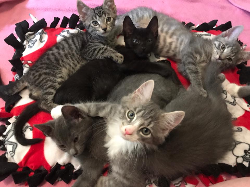 Kitty Kushion.jpg
