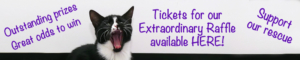 2019 05 - Extraordinary Raffle Promo banner (1)