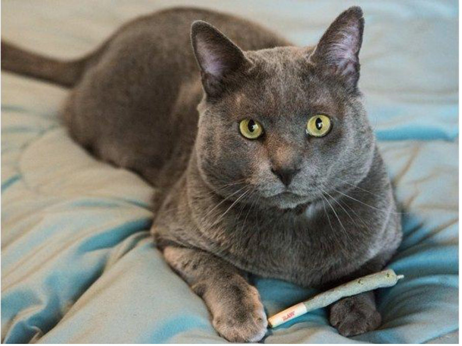 Cat Cuddle Cafe BrisbaneJoints for Cats!