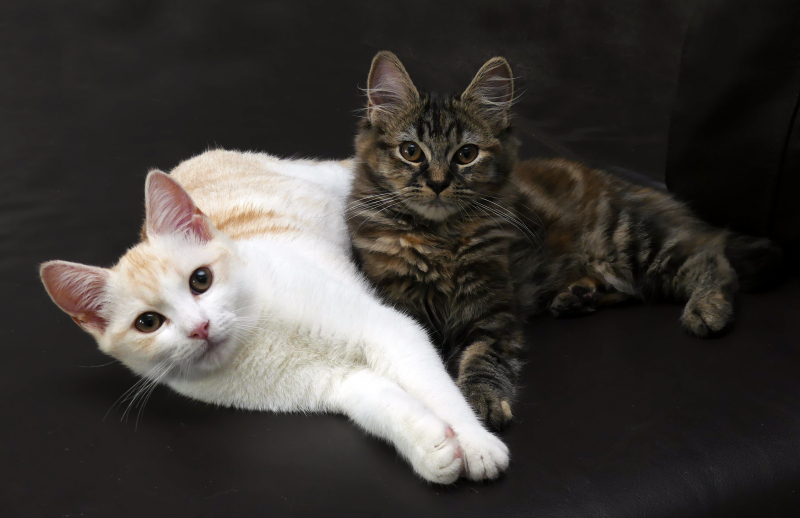 Cat Cuddle Cafe Brisbane